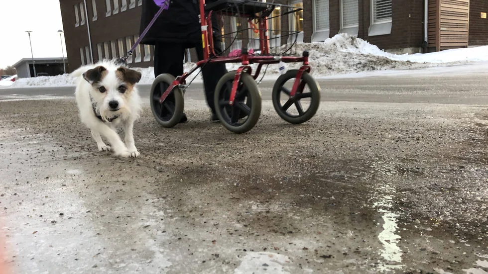 De senaste dagarna har kommunens sandbilar haft fullt upp med att halkbekämpa på trottoarer och gator.