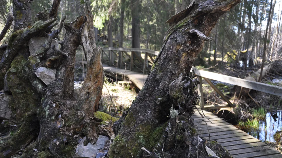 I naturreservatet Florarna är skogsbruket på väg att försvinna. Det framgår av ett beslut från länsstyrelsen. Enligt samma beslut blir Natura 2000-områdena Komossen och Svartkärret naturreservat.