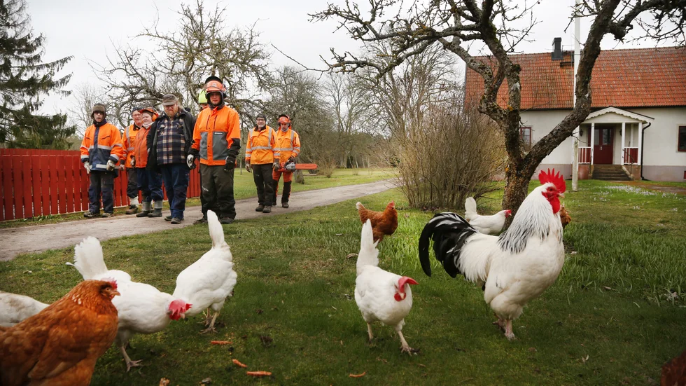 Buttle-Berras galande möter gänget från daglig verksamhet som sköter gården Haugstains i Gammelgarn. Skog ska röjas och stora mängder ved kapas och klyvas just nu.
