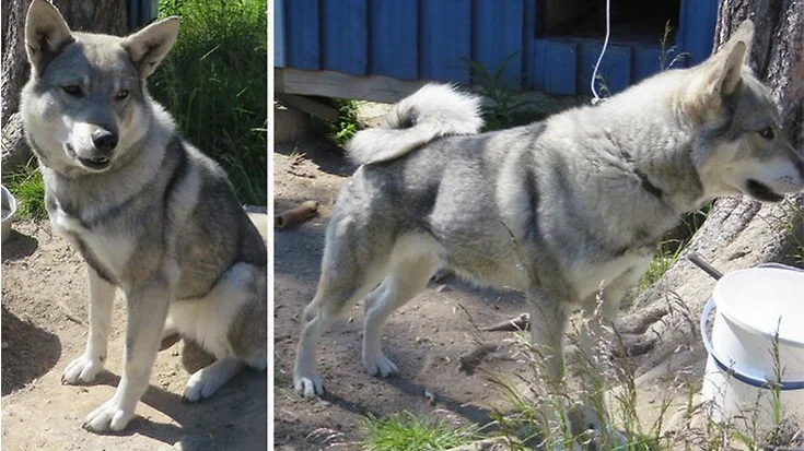 Den omhändertagna tiken är snart 3 år och av rasen jämthund.