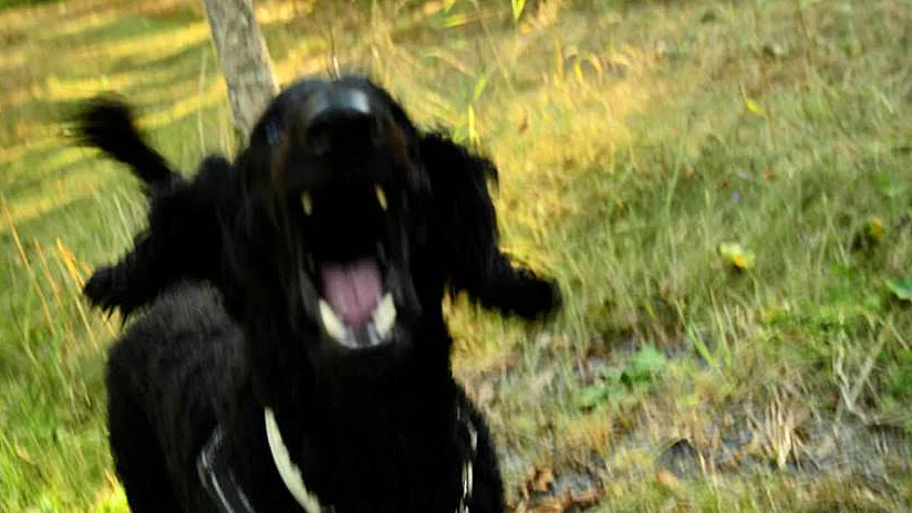 En flicka blev ordentligt rädd och skärrad sedan hon enligt en polisanmälan attackerats av en hund, som hoppade upp på hennes rygg och bet sig fast i jackan.