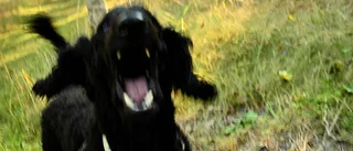Hundbiten flicka rejält skärrad