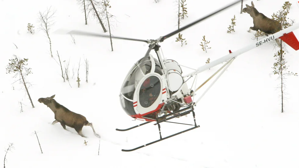 Sveaskog vill utöva skyddsjakt på älg från helikopter i Haradstrakten. Bilden är från en älginventering i ett helt annat område..