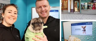 Deras affärsidé: Hundspa – mitt i city