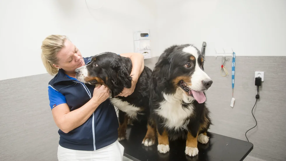 Johanna Persson är klinikchef på Vettris i Nyköping. Här tillsammans med sina två Berner senner.