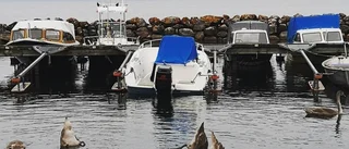 Hungriga svanungar vann vår tävling