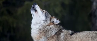 Lämna ryssvargarna vid liv    