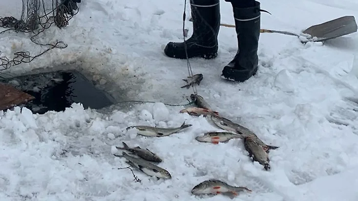 De olagliga näten upptäcktes i Kalix skärgård nära älvens mynning.
