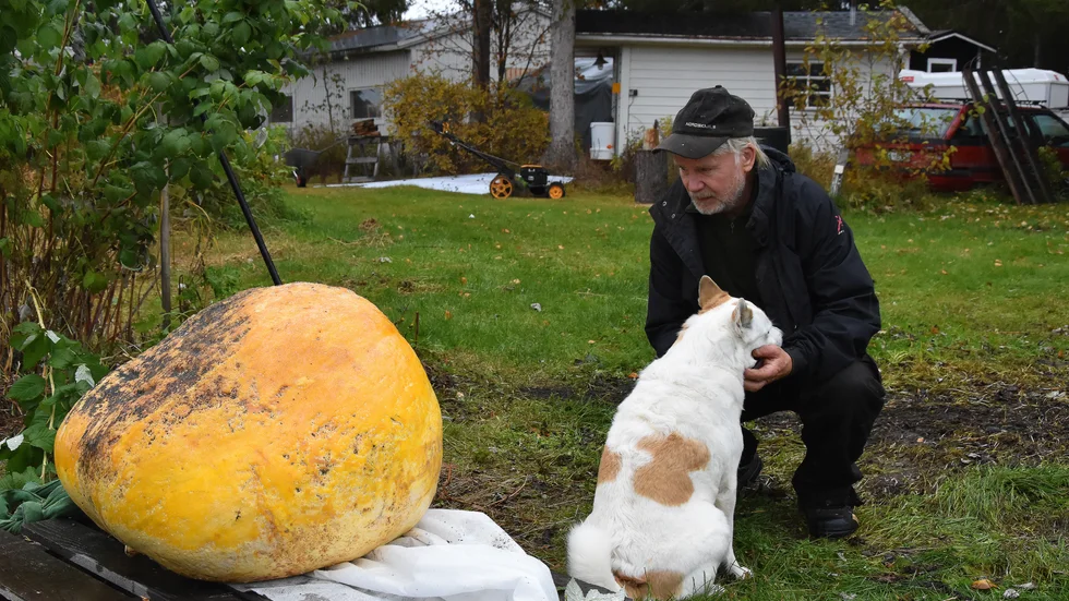 Mats Andersson från Böle och Tess bredvid jättepumpan som väger hela 197 kilo. Han vann över sonen i Umeå som lyckades odla en pumpa på drygt 20 kilo.