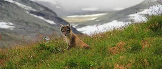 Fjällräven ökar i antal i Arjeplogsfjällen