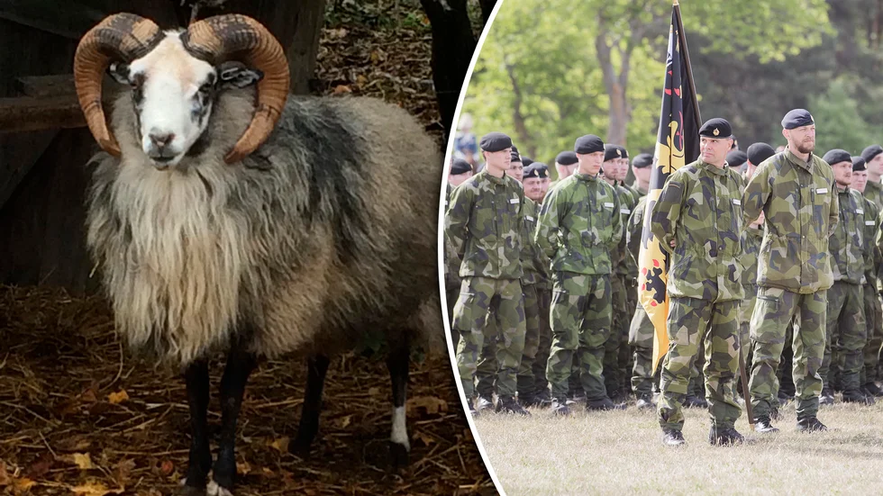 Harald VI är nu redo för tjänsten som förbandsmaskot för Gotlands regemente P18.
