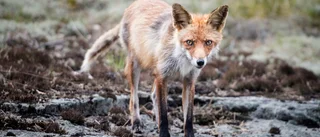 Rävskabb i Sanda – hundägare varnas