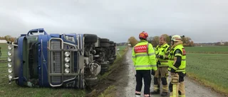Många grisar döda när transport välte