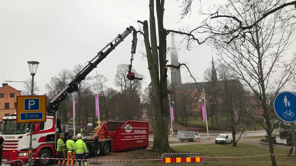I år har uppåt 20 träd i stadens parker fått fällas till följd av almsjuka.