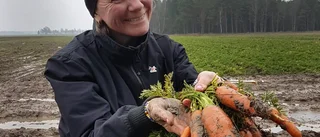 En del av morotsskörden ännu kvar i leran