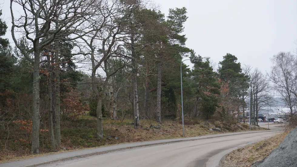 Naturskyddsföreningen motsätter sig att bland annat Tändsticksberget utsätts för exploatering.
