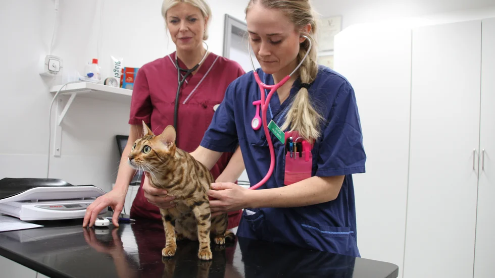 Från och med mars kommer studenter att undersöka och vaccinera hundar och katter. På plats finns också en legitimerad veterinär. Ingrid Ljungvall, veterinär, och Cajsa Grape, veterinärstudent, undersöker katten.