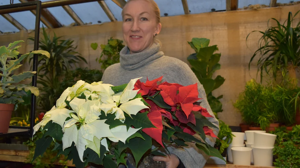 Sofia Segerström med ett par julstjärnor