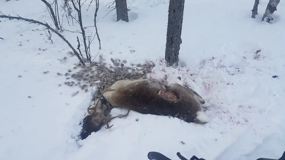 Fåglar hade hunnit vara framme och hackat på kroppen när Larsson hittade den. När man lyfte på renen upptäckte man en stor blodpöl under huvudet.
