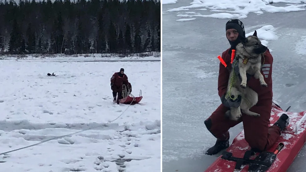 Älghunden räddades av Christian Barsk med hjälp av en så kallad hansabräda. I bakgrunden på bilden till vänster ses älgens huvud sticka upp.