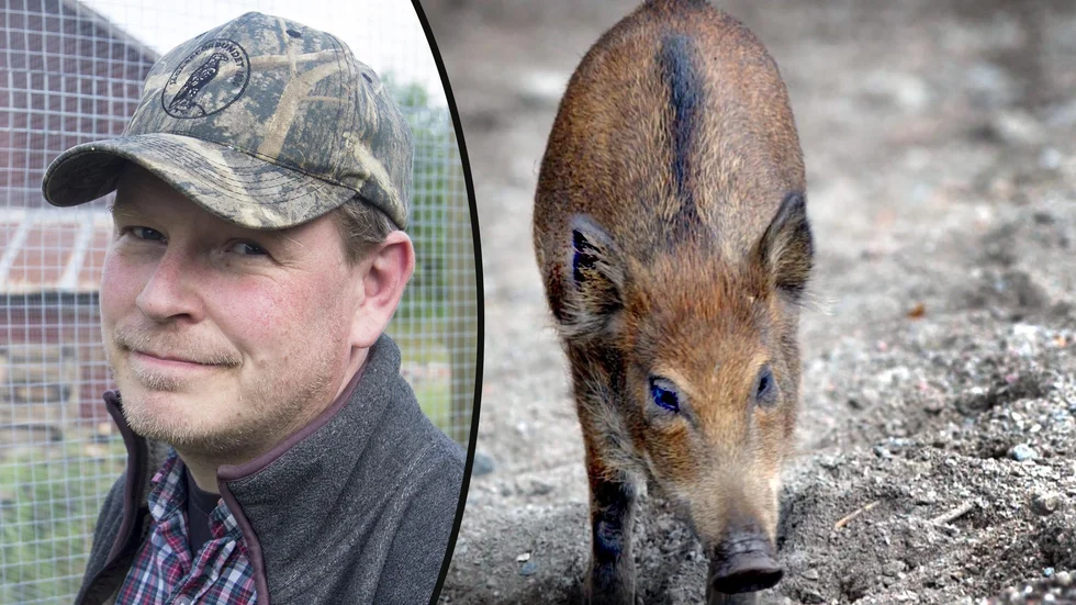 Djur från ytterligare en kull har sökt sig till bebyggelsen. Kommunjägaren Björn Granquist gör vad han kan för att få bort vildsvinen.