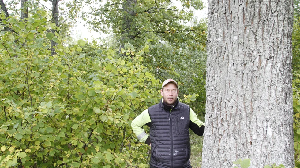 Mandaten avgör hur mycket pengar de olika politiska partierna får. 