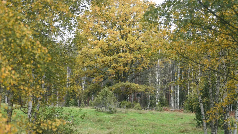 På söndag anordnas utflykten genom naturreservatet under ledning av bland andra Tomas Fasth.