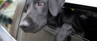 Dödshotade hund och dess ägare 