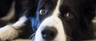 "Herrelös" hund nära säljas av myndighet