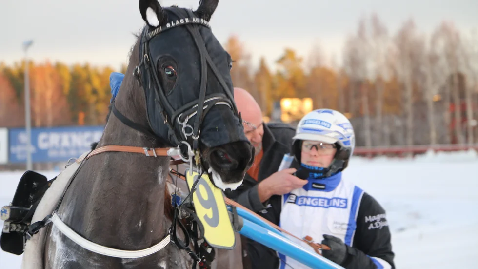 20-årige kusken Magnus A Djuse kommer till Bodens G75-tävlingar med hela 168 segrar i bagaget under säsongen. Han blir jättefavorit i G75-2 med hästen Jaramaz Boko.