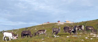 Ren skjuten med hagelgevär i Arjeplog