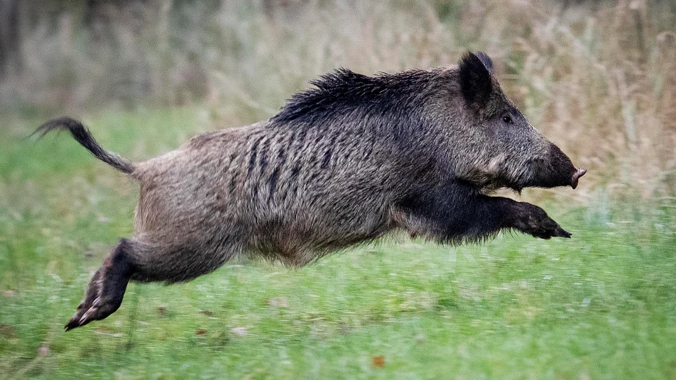 Ett vildsvin blev påkört på riksväg 55 norr om Strängnäs under onsdagskvällen. Bilden är tagen i ett annat sammanhang.