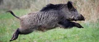 Bil tillknycklad efter vildsvinsolycka