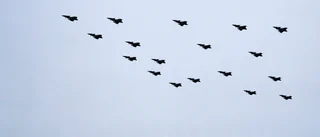 Ingen julgransflygning över Gotland i dag