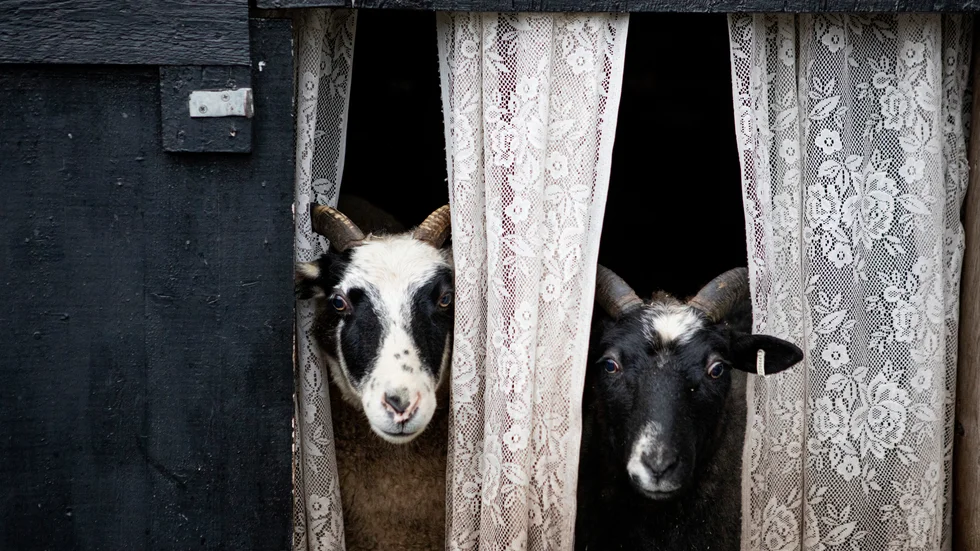 840 ton svensk ull har slängts, bränts och grävts ned varje år och 220 ton utländsk ull importerats i textilindustrins namn. Något som förhoppningsvis är på väg att förändras.