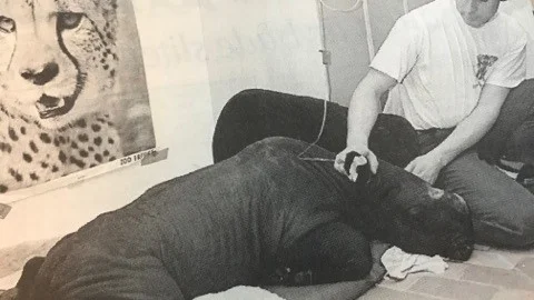 Kuriren för 25 år sedan: Hela världen följde noshörningenungen Nelsons kamp för livet. Men till slut blev plågorna för stora och han avlivades.