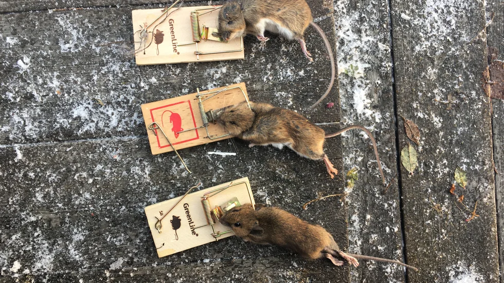 Vanliga slagfällor är bäst, enligt Anticimex. Då riskerar inga katter att bli sjuka av musgift och man kan slänga mössen så att de inte ligger och dör i väggarna och luktar illa.