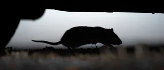 Råttinvasion i kommunens avloppsnät