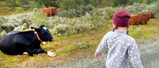 Bättre att spara på ekomaten än på köttet
