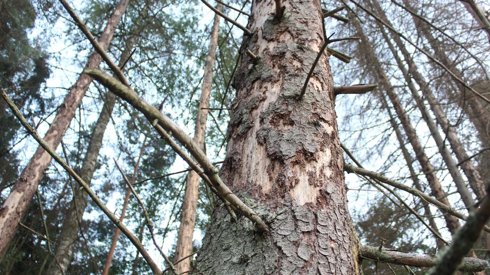 Granbarkborren är ett problem i naturreservaten också. 
