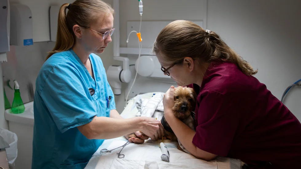 Linda Samuelsson Bäckgren och Emma Fuxin hjälps åt för att söva morgonens första patient.