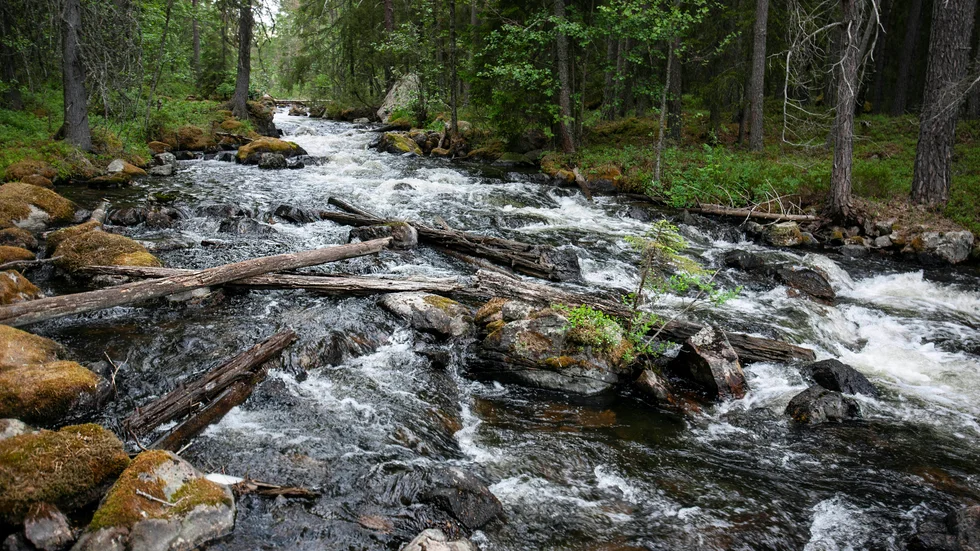 Strömmande vatten behövs för den biologiska mångfalden.