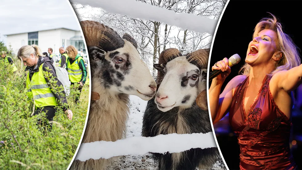 Personsök, baggar och Josefin Nilsson var olika ingredienser i nyhetsåret 2019.