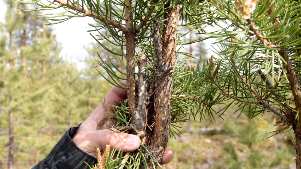 Skogsstyrelsens betesinventering visar på fortsatt stora betesskador i skogen i Norrbotten. (Arkivbild)