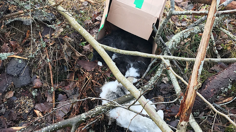 De två dumpade katterna i Salnecke upprör många och ställer frågor om vad som egentligen hänt djuren. Har någon tröttnat på sina, eller någon annans katter?