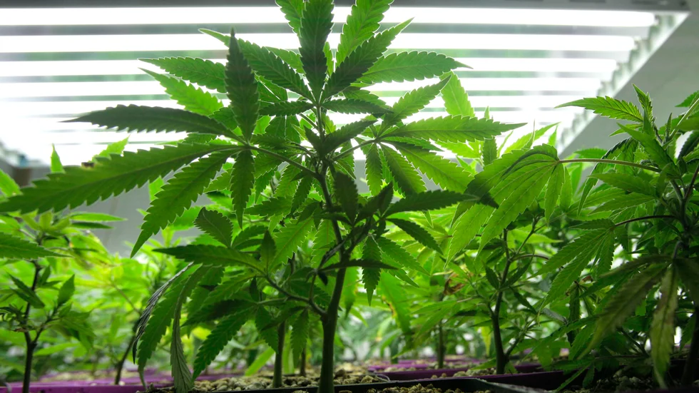 Polisen har hittat elva cannabisplantor i tunnor i dolda utrymmen, bland annat en garderob, på en fastighet utanför Uppsala.