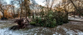 Historier från stormen Alfrida