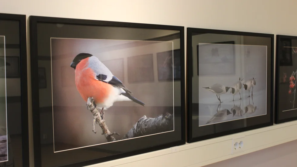 Där har han rest runt i Sverige, Norge och Danmark för att fotografera fåglar.