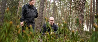 De tar strid för 180-årig tallmosse i stan