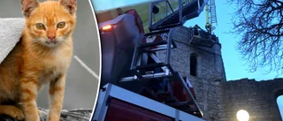 Här räddar brandmannen den lilla kattungen